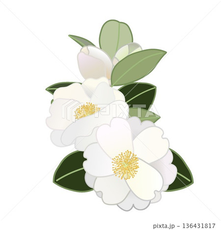 白い寒椿の小枝イラスト 136431817