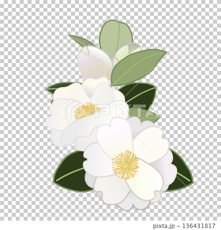 白い寒椿の小枝イラスト 136431817