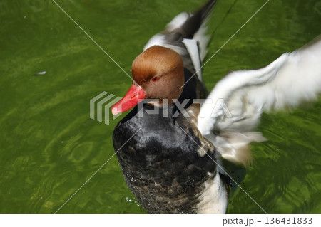 Male red-crested pochard. Male red-crested pochard. 136431833