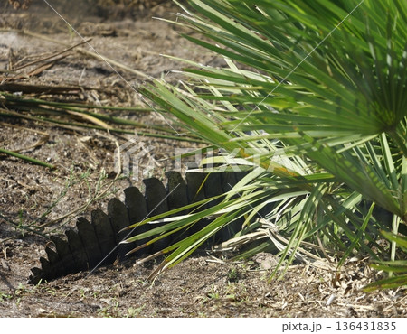 The tail of a West African slender-snouted crocodile. The tail of a West African slender-snouted crocodile. 136431835