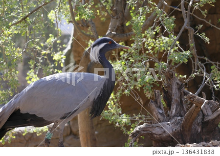 Demoiselle crane Anthropoides virgo. Demoiselle crane Anthropoides virgo. 136431838