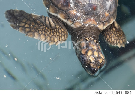 Loggerhead sea turtle. 136431884