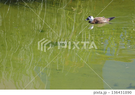 White-headed duck Oxyura leucocephala. 136431890