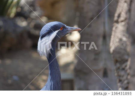 Demoiselle crane Anthropoides virgo. 136431893