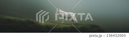 White wolf standing on mossy ridge watching in fog. White wolf standing still on a mossy cliff edge overlooking a foggy, natural environment 136432003