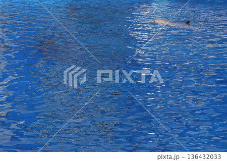 Common bottlenose dolphin. 136432033