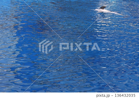 Common bottlenose dolphin. 136432035