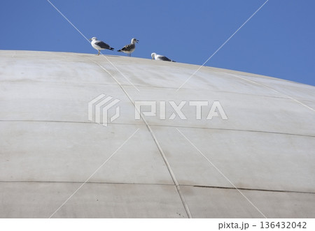 Yellow-legged gulls Larus michahellis michahellis. 136432042