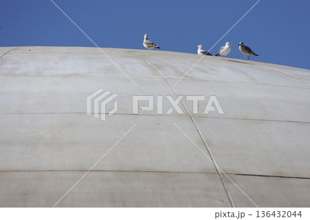 Yellow-legged gulls Larus michahellis michahellis. Yellow-legged gulls Larus michahellis michahellis. 136432044