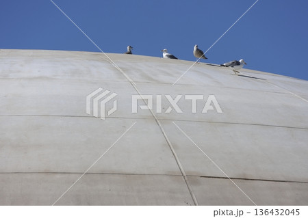 Yellow-legged gulls Larus michahellis michahellis. Yellow-legged gulls Larus michahellis michahellis. 136432045