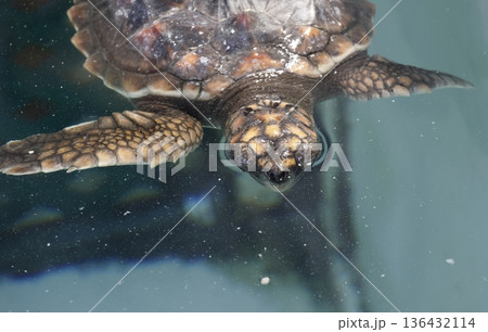 Loggerhead sea turtle. 136432114
