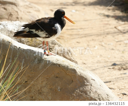 Eurasian oystercatcher Haematopus ostralegus ostralegus. 136432115