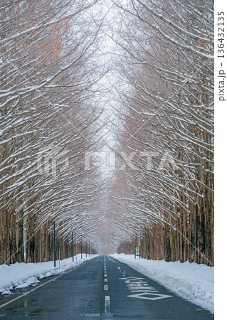 滋賀 メタセコイア並木の雪景色 136432135
