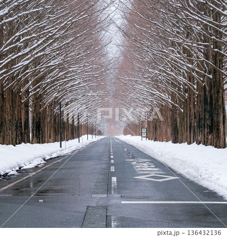 滋賀 メタセコイア並木の雪景色 136432136