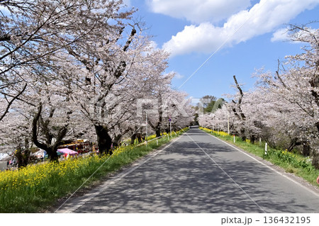 埼玉県北本市 城ヶ谷堤の桜 埼玉県北本市 城ヶ谷堤の桜 136432195