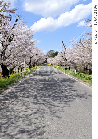 埼玉県北本市 城ヶ谷堤の桜 136432196