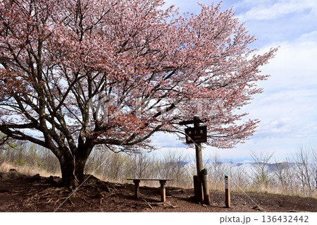 埼玉県 棒ノ嶺山頂の桜 136432442