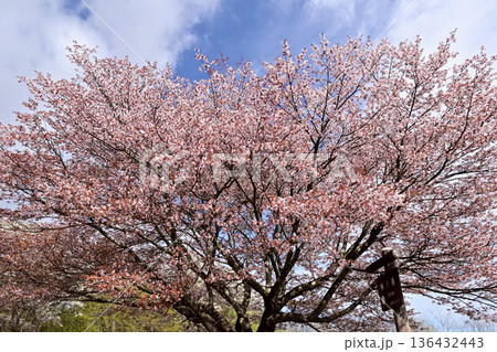 埼玉県 棒ノ嶺山頂の桜 136432443