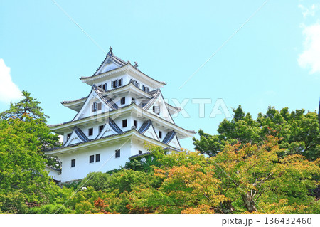 岐阜県郡上市、郡上八幡城の風景 136432460