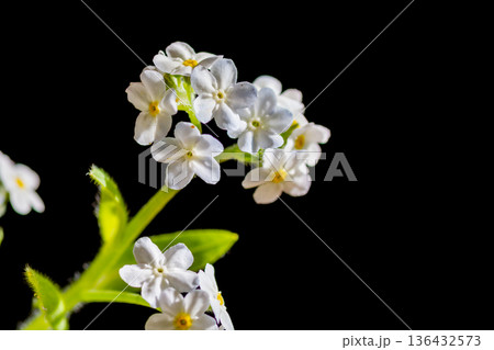 黒背景の白いワスレナグサ 黒背景の白いワスレナグサ 136432573