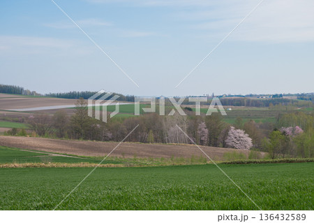 桜が咲く春の丘陵地帯 136432589