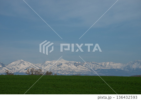 春の緑のムギ畑と残雪の山並み　十勝岳連峰 136432593