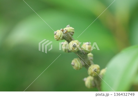 マテバシイ属の若い実 マテバシイ属の若い実 136432749