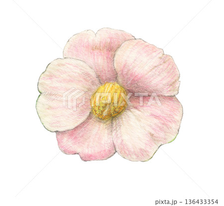 ピンクの椿 花 水彩色鉛筆イラスト ピンクの椿 花 水彩色鉛筆イラスト 136433354