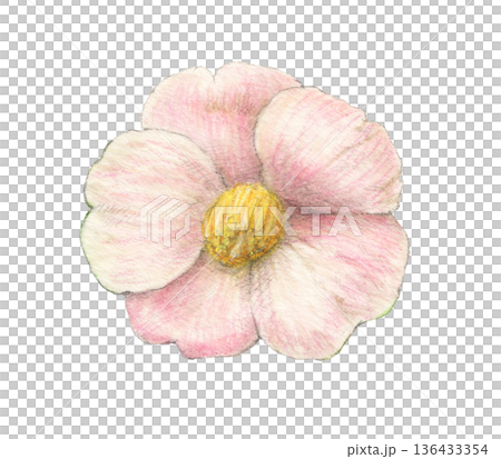 ピンクの椿 花 水彩色鉛筆イラスト ピンクの椿 花 水彩色鉛筆イラスト 136433354