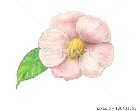 ピンクの椿　花　水彩色鉛筆イラスト 136433355