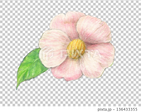 ピンクの椿　花　水彩色鉛筆イラスト 136433355