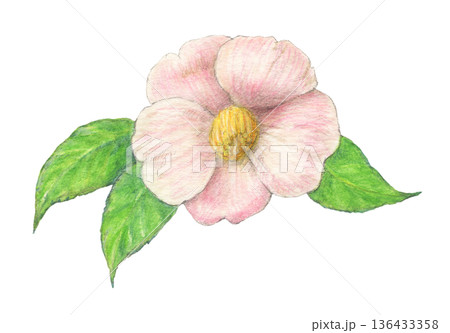 ピンクの椿　花　水彩色鉛筆イラスト 136433358