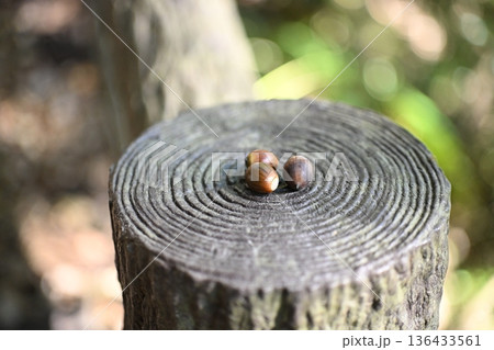 犬飼滝に向かう散策路で見つけたどんぐり三つ 136433561