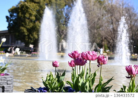 噴水に負けないチューリップ 噴水に負けないチューリップ 136433572