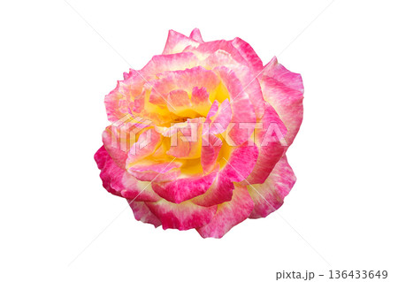 single pink edged rose macro studio image single pink edged rose macro studio image 136433649