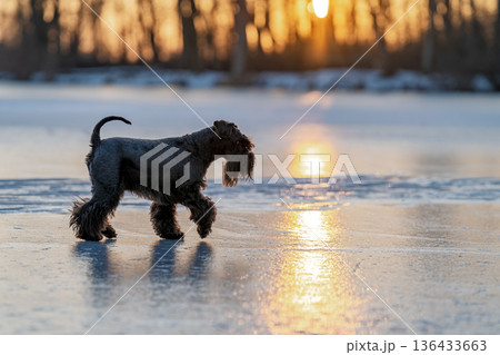 Schnauzer walking frozen lake surface during winter sunset 136433663