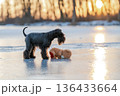 Schnauzer dog finding teddy bear on frozen lake at sunset 136433664
