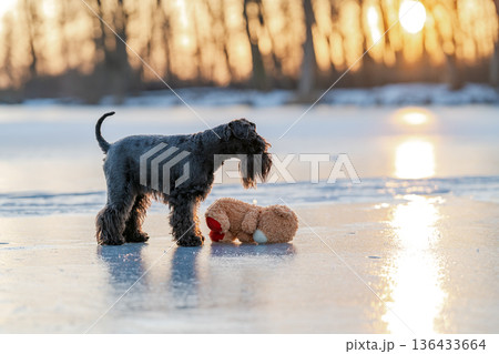 Schnauzer dog finding teddy bear on frozen lake at sunset Schnauzer dog finding teddy bear on frozen lake at sunset 136433664