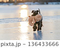 Black schnauzer dog carrying teddy bear on frozen lake 136433666