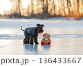 Schnauzer dog looking at a teddy bear on cold ice 136433667