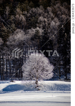 信州・長野の冬 霧氷に覆われた繊細な枝と静寂な雪景色の背景 信州・長野の冬 霧氷に覆われた繊細な枝と静寂な雪景色の背景 136433673