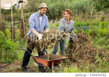 Husband and wife together put dry tops in wheelbarrow for disposal Husband and wife together put dry tops in wheelbarrow for disposal 136434102
