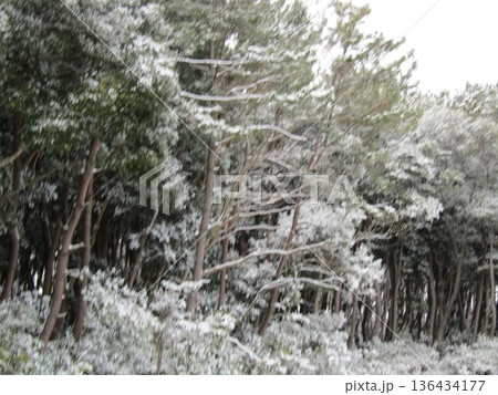 稲毛海浜公園の雪景色 稲毛海浜公園の雪景色 136434177