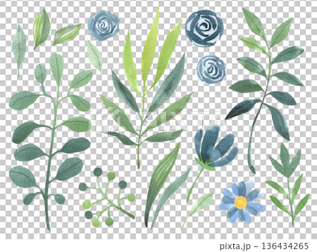 Set of hand-drawn watercolor illustrations of flowers and leaves. A spring-summer collection of colorful plants. Set of hand-drawn watercolor illustrations of flowers and leaves. A spring-summer collection of colorful plants. 136434265