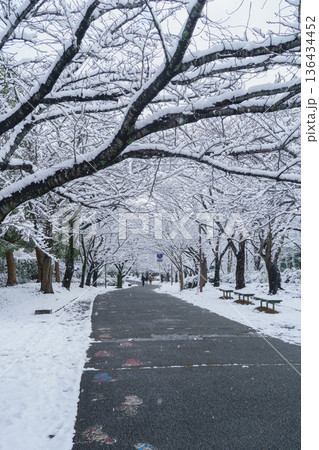 【千葉県千葉市】おゆみ野四季の道・雪の積もる「春の道」 【千葉県千葉市】おゆみ野四季の道・雪の積もる「春の道」 136434452