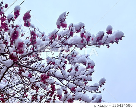 雪紅梅 136434590