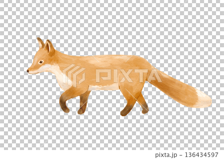 Watercolor realistic walking fox. Nature isolated illustration featuring woodland animal perfect for cards and nursery. Watercolor realistic walking fox. Nature isolated illustration featuring woodland animal perfect for cards and nursery. 136434597