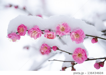 雪に覆われつつピンク色の花を咲かせる梅の木 雪に覆われつつピンク色の花を咲かせる梅の木 136434604