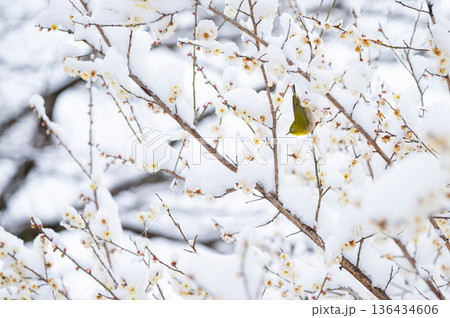 雪に覆われつつ咲く梅の枝にとまるメジロ 雪に覆われつつ咲く梅の枝にとまるメジロ 136434606