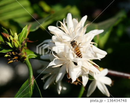 Eastern or Asiatic or Asian honey bee fliing to seeking nectar on Robusta coffee blossom on tree plant with green leaf with black color in background. Petals and white stamens of blooming flowers Eastern or Asiatic or Asian honey bee fliing to seeking nectar on Robusta coffee blossom on tree plant with green leaf with black color in background. Petals and white stamens of blooming flowers 136434748